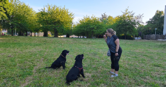 eva pet sitter à ELANCOURT 78990_1
