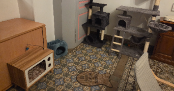 estelle pet sitter à MONTAIGU 02820_2