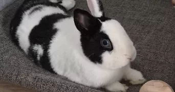angy pet sitter à LA FOUILLOUSE 42480