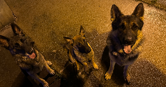sarah pet sitter à CRETEIL 94000_4