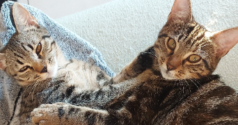 pauline pet sitter à CERIZAY 79140_1