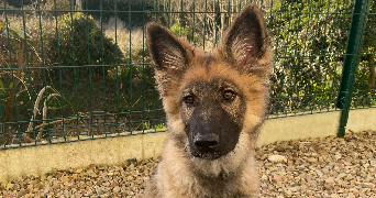 emilie pet sitter à VENDES 14250_0