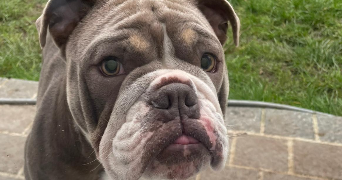 delphine pet sitter à PONTAULT COMBAULT 77340_4