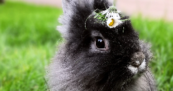 marielle pet sitter à Bagnols-sur-Cèze 30200_1