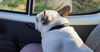 elise pet sitter à LOUVERNE 53950_3