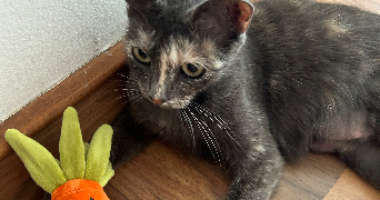 mathilde pet sitter à RODEZ 12000_1