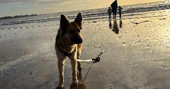 clara pet sitter à VILLIEU LOYES MOLLON 01800_3