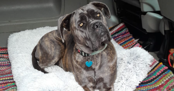 audrey pet sitter à MONTFRIN 30490_5