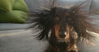 marie dog sitter à ANNECY 74000_3