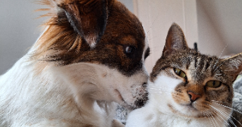molly pet sitter à Wavrin 59136_5