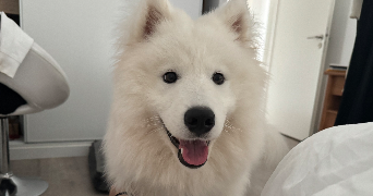 mathys dog sitter à CHANTEPIE 35135_4