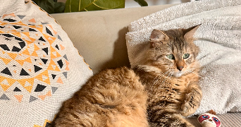 julia pet sitter à ROUEN 76000_1