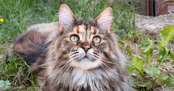 stéphane pet sitter à CASTELRENG 11300_8