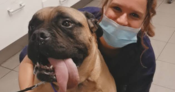 damaris pet sitter à SESSENHEIM 67770_2