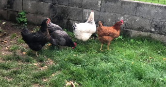 mélanie pet sitter à HERSERANGE 54440_1