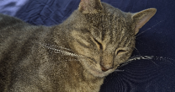 nathalie pet sitter à MESSEIN 54850_0
