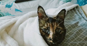 giulia pet sitter à IVRY SUR SEINE 94200_2