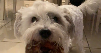 sabrina pet sitter à Morsang sur Orge 91390_4