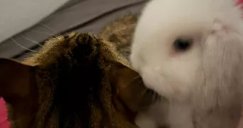 coline pet sitter à JOUGNE 25370