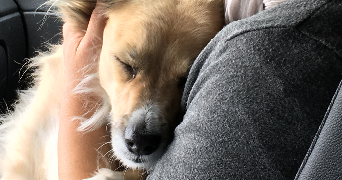 camille pet sitter à GERTWILLER 67140_3