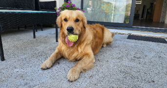 Elodie pet sitter à Brest 29200_5