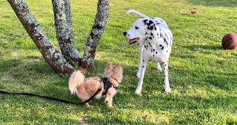 inès pet sitter à RENNES 35000_5