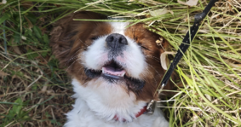 chloé pet sitter à GRENOBLE 38100_4