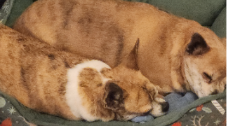 sabrina pet sitter à TOURCH 29140_4