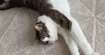 isabelle pet sitter à SIMANDRE 71290