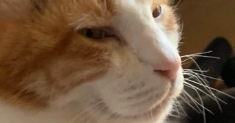 nathanael pet sitter à MURET 31600_3