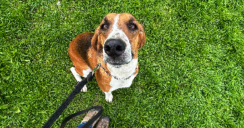 salomé pet sitter à SEVRIER 74320_1