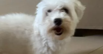 karelle pet sitter à LONGJUMEAU 91160