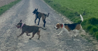 anaelle pet sitter à REIMS 51100_9