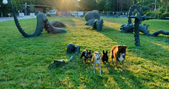 caroline pet sitter à Castagnier 06670_3