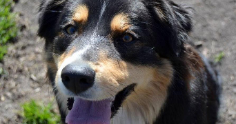 lola pet sitter à VILLENAVE D ORNON 33140_1