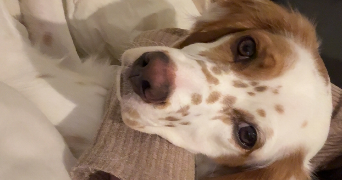 pauline pet sitter à LAVAL 53000_2