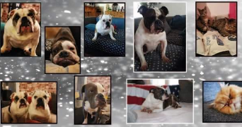 anne sophie pet sitter à COLLEVILLE 76400_5