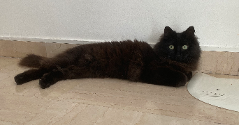 lisa cat sitter à NICE 06000_8