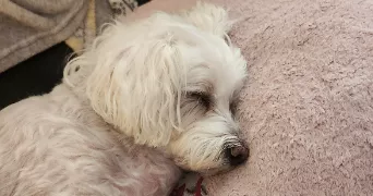 alexandra pet sitter à LA SEYNE SUR MER 83500