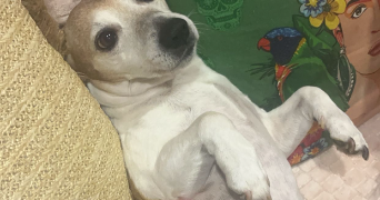 clara pet sitter à ST PIERRE DES FLEURS 27370_1