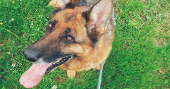 marine pet sitter à REZE 44400_1