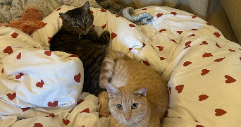 anna pet sitter à MARCQ EN BAROEUL 59700_3