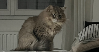 antoine pet sitter à LA FARLEDE 83210_1