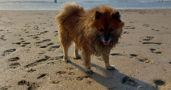 lola pet sitter à PARIS 15 75015_2