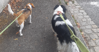 sarah pet sitter à NANTES 44000_2