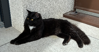 susy pet sitter à ARGONAY 74370_0