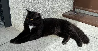 susy pet sitter à ARGONAY 74370