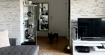 vincent pet sitter à LOGNES 77185_0