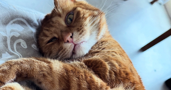 emma pet sitter à BOULOGNE SUR MER 62200_0