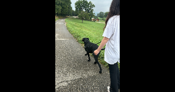 charlotte dog sitter à MURES 74540_8